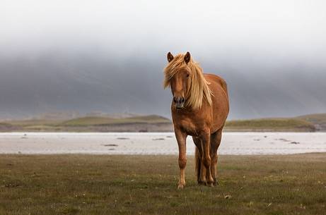 A horse in a typical icelandic landscape