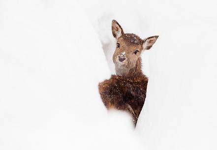 Red deer (Cervus elaphus) into a snow cave