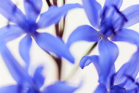 A detail of Scilla bifolia