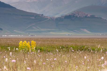 View of Castelluccio from Piano Grande during a spring flowering