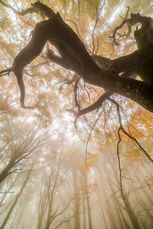 Centenarian beech into the Campigna forest, Emilia Romagna, Italy Centenarian beech into the Campigna forest, Emilia Romagna, Italy