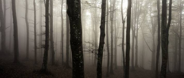Campigna forest into the fog