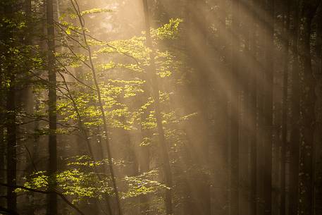 Some rays of light into the forest