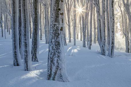 Luce del sole nella foresta ghiacciata