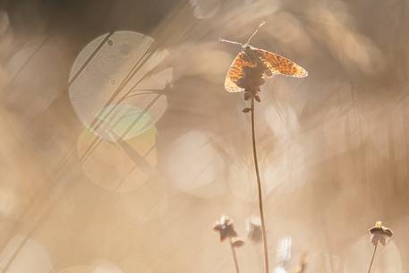 Butterfly into the sunrise light