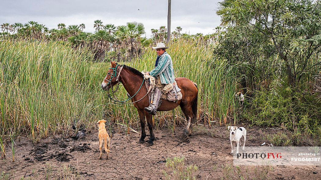 Gaucho in the Paraguayan Chaco.
The Paraguayan Gaucho is a country man, a herdsman, Paraguay, America