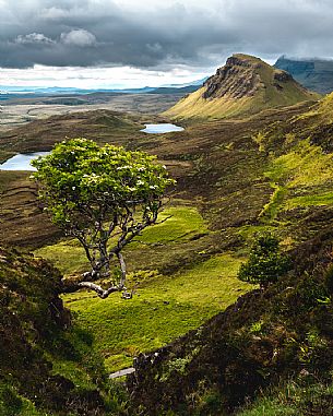 Alone tree over the lunar landscape of Quiraing, Trotternish Peninsula in the Isle of Skye, Highands, Scotland, United Kingdom, Europe