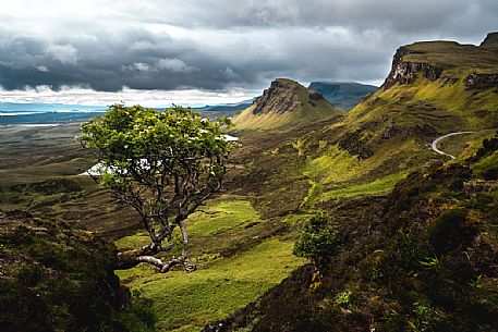 Alone tree over the lunar landscape of Quiraing, Trotternish Peninsula in the Isle of Skye, Highands, Scotland, United Kingdom, Europe