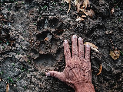 Puma footprint in the Paraguayan Chaco. Taken in the Reserva Natural - Campo Mara, Paraguay, America