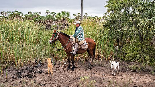 Gaucho in the Paraguayan Chaco.
The Paraguayan Gaucho is a country man, a herdsman, Paraguay, America