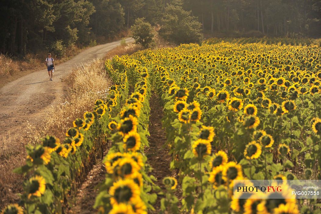 Way of St.James - Sunflowers near San Juan de Ortega