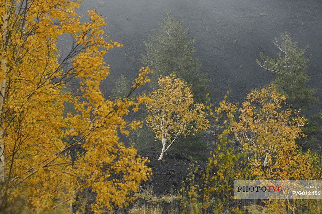 Trees in the Sartorius Mountains