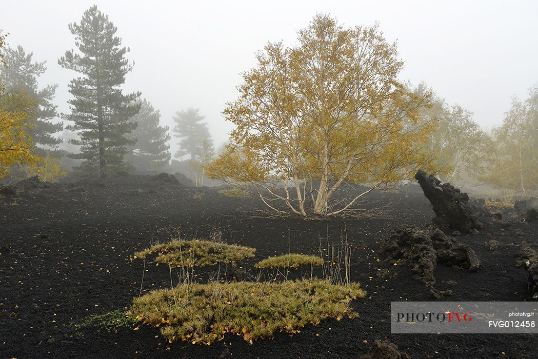 Trees, lava and rocks in the Sartorius Mountains