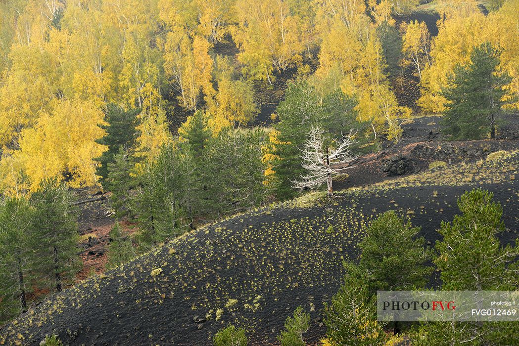 Trees in the Sartorius Mountains