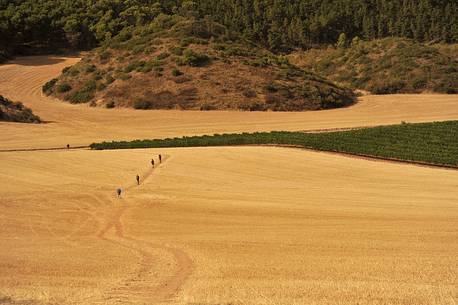 Way of St. James - Pilgrims in a field near Los Arcos, Navarre, Spain