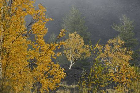 Trees in the Sartorius Mountains