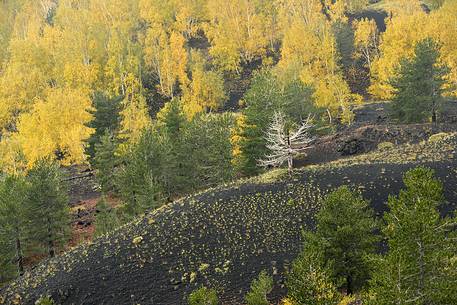 Trees in the Sartorius Mountains