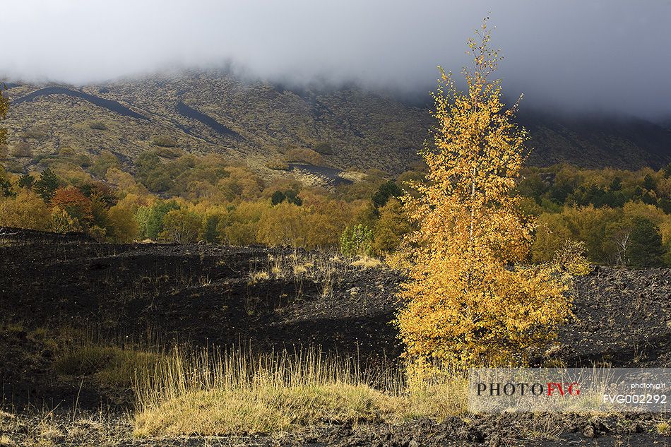 A birch in autumn colors near  Sartorius Craters. The Etna's birches (betulla aetnensis) are endemics.