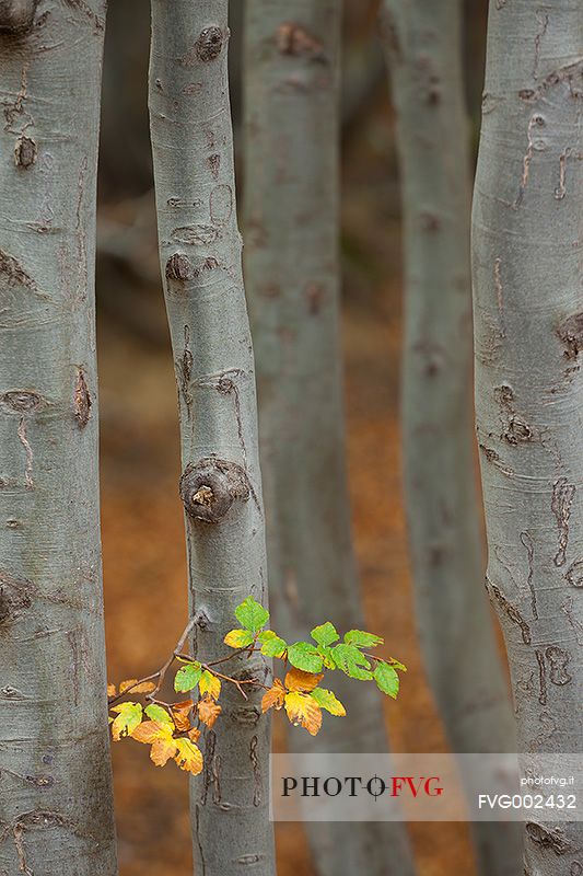 beginning of autumn, the leaves of the beech wood of Timparossa begin to color.