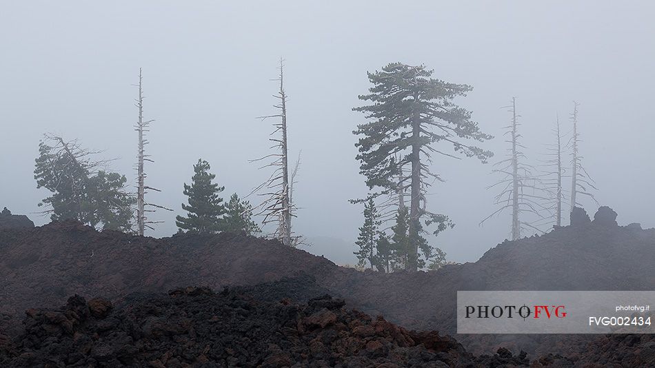 Some pine trees survived the 2002 eruption of Mount Etna, others stand like ghosts in the fog.