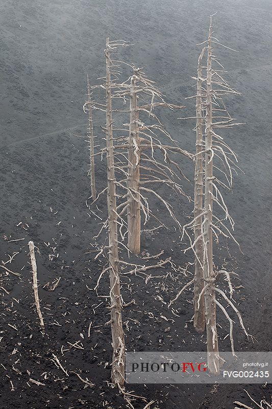 Some pine trees dead during the 2002 eruption of Mount Etna.