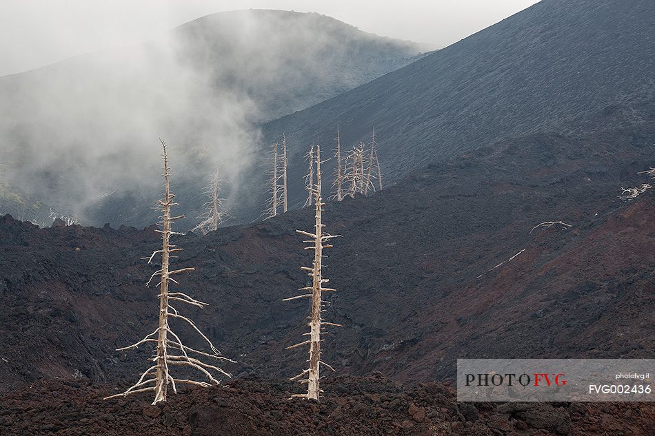 Some pine trees dead during the 2002 eruption of Mount Etna.