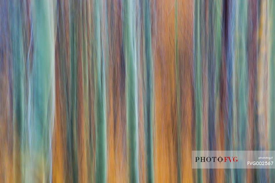 autumn colors among the beech trees