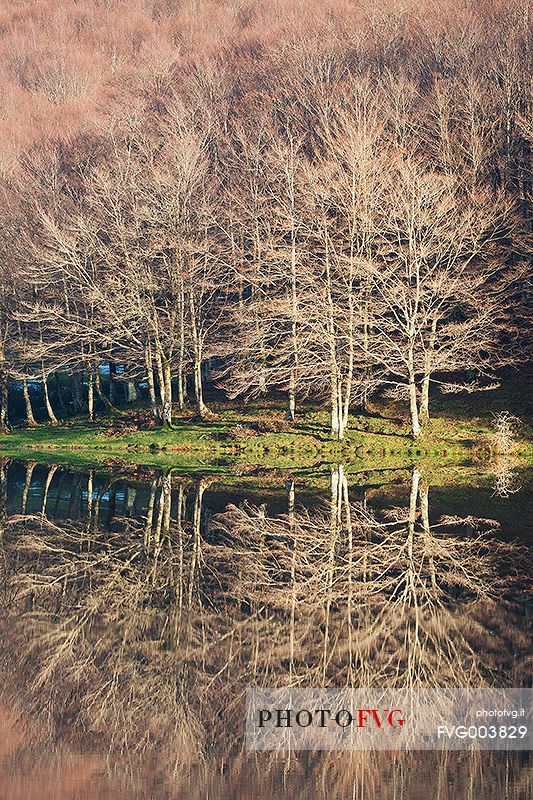 Beech trees on the shores of Lake Maulazzo