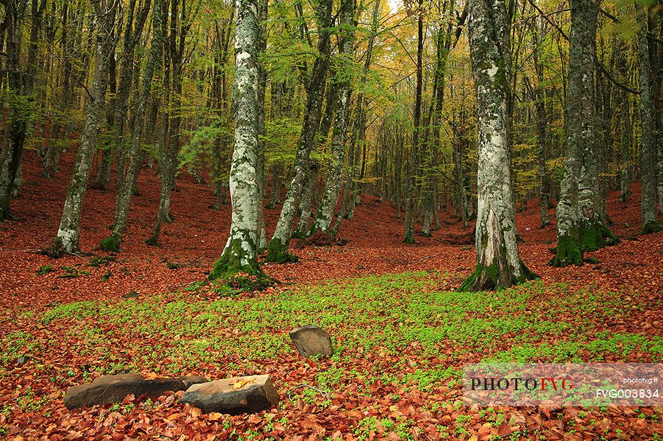 beech forest of Mount Soro