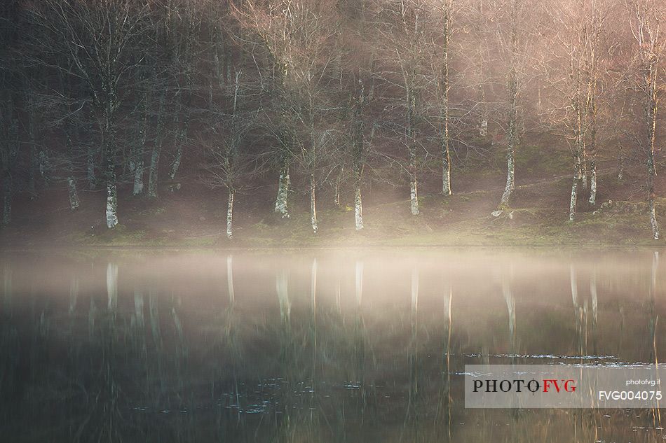 Beech trees on the shores of Lake Maulazzo in the fog