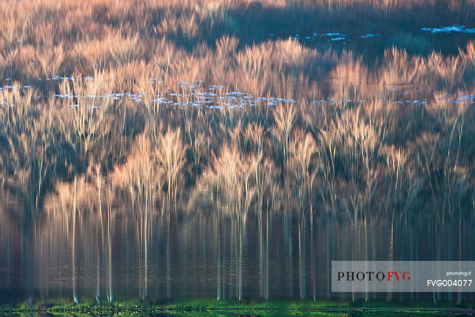 Reflection of beech trees on the shores of Lake Maulazzo