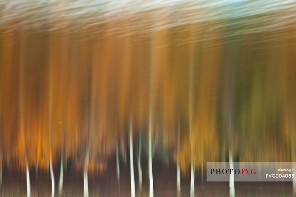 Reflection of beech trees on the shores of Lake Maulazzo