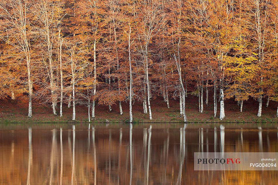 Beech trees on the shores of Lake Maulazzo