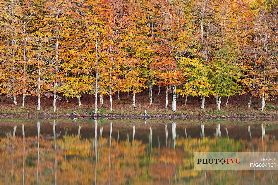 Beech trees on the shores of Lake Maulazzo