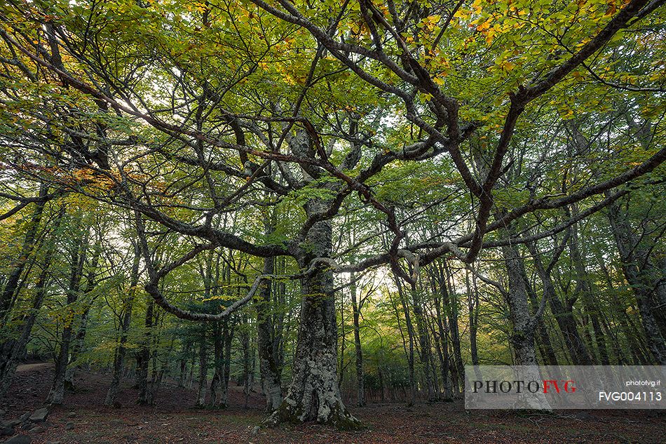 An impressive example of the long beech branches