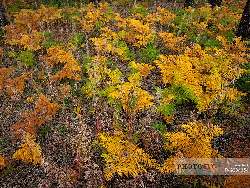 Colorful ferns in Autumn