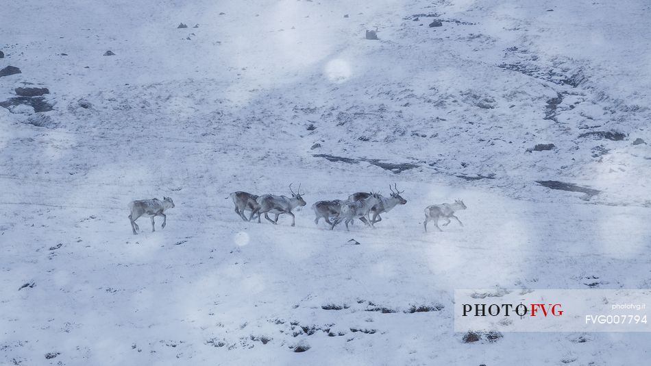 reindeer in the snow