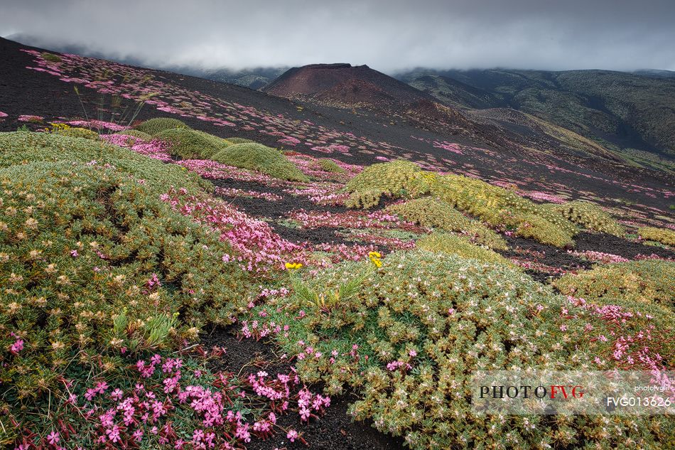 Flowering of Saponaria Aetnensis, in the background the crater originated during the 2001 eruption