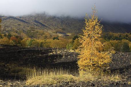 A birch in autumn colors near  Sartorius Craters. The Etna's birches (betulla aetnensis) are endemics.