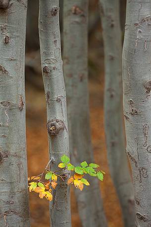 beginning of autumn, the leaves of the beech wood of Timparossa begin to color. beginning of autumn, the leaves of the beech wood of Timparossa begin to color.