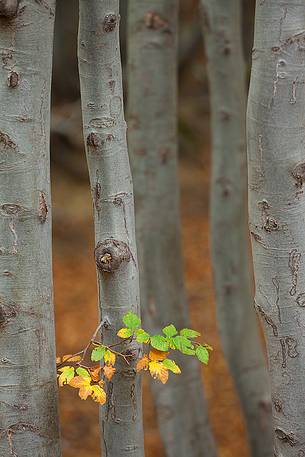 beginning of autumn, the leaves of the beech wood of Timparossa begin to color.