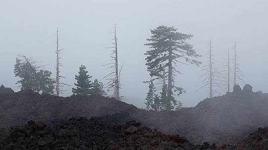 Some pine trees survived the 2002 eruption of Mount Etna, others stand like ghosts in the fog.