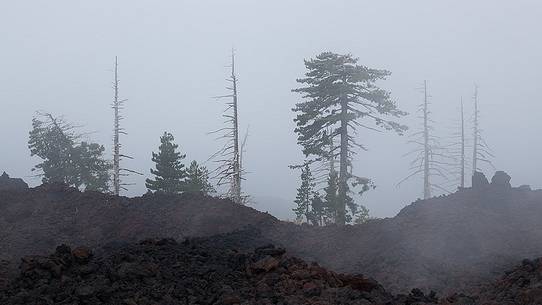 Some pine trees survived the 2002 eruption of Mount Etna, others stand like ghosts in the fog. Some pine trees survived the 2002 eruption of Mount Etna, others stand like ghosts in the fog.