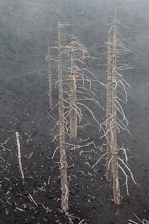 Some pine trees dead during the 2002 eruption of Mount Etna.