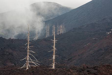 Some pine trees dead during the 2002 eruption of Mount Etna.