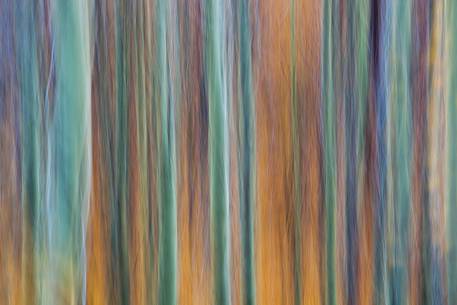 autumn colors among the beech trees