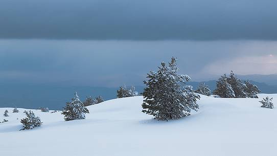 Etna south-west side, some pines among the dunes of snow