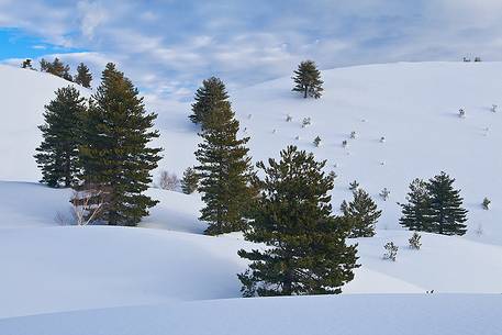 Pines of the Sartorius craters between dunes of snow