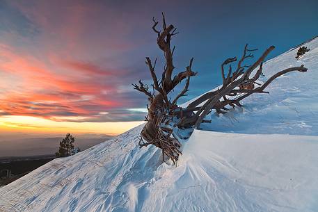 the skeleton of a pine tree on the snowy slopes of Monte Nero degli Zappini