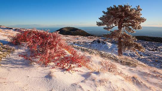 First snowfall on Monte Nero degli Zappini, in the background the crater of Mount Vetore, in the foreground a bush of Etna's Barberry First snowfall on Monte Nero degli Zappini, in the background the crater of Mount Vetore, in the foreground a bush of Etna's Barberry